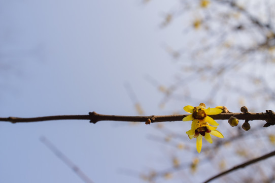 腊梅花枝