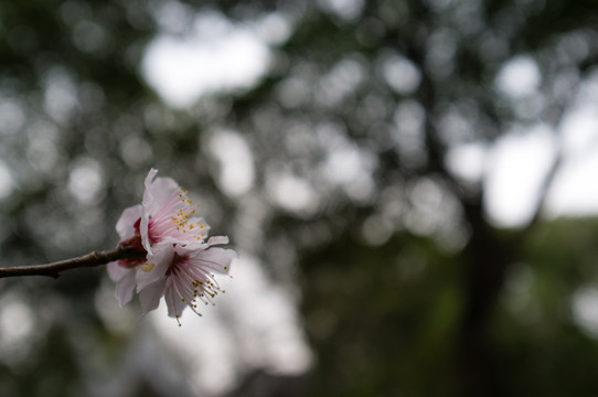 桃花特寫
