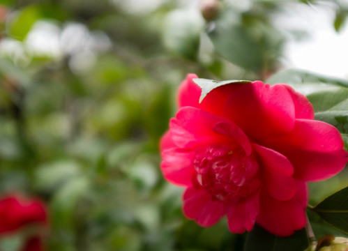 山茶花 特写