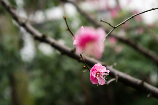 梅花特写