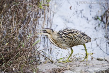 大麻鳽 水禽