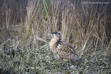 大麻鳽 水鳥