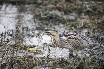 捕食的大麻鳽