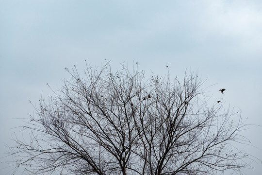 树冠上的麻雀
