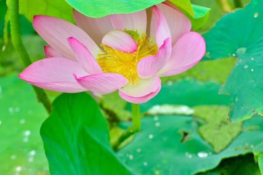 雨后荷花