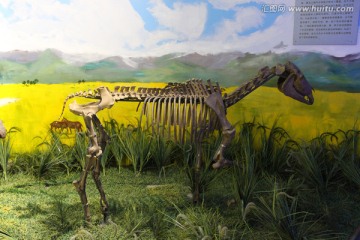 動物化石