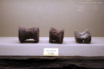 恐龍化石 恐龍骨骼