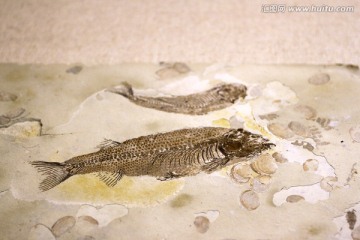 魚化石
