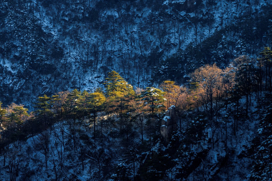 黄山松