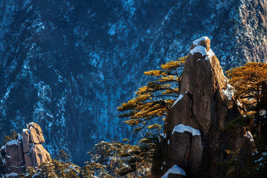 黄山雪松