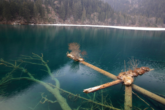 箭竹海