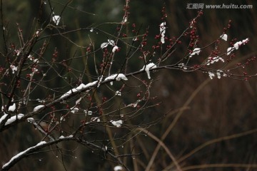 梅花