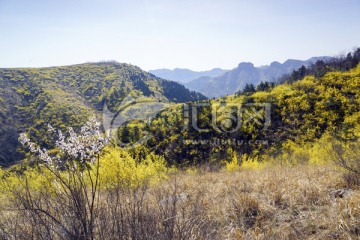 仰天山连翘花开