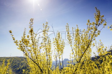 仰天山连翘花开