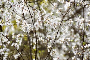 山花缤纷