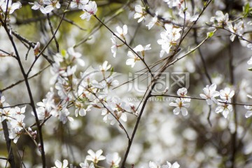 山花缤纷