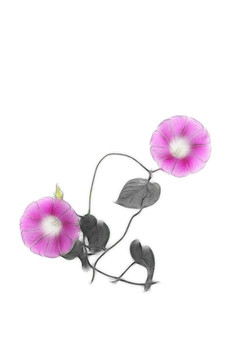 喇叭花的創(chuàng)意之美