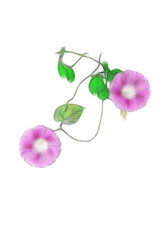 喇叭花的創(chuàng)意之美