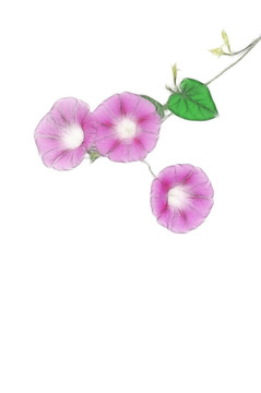 朝顏花素材