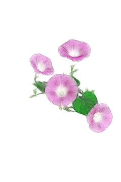 朝顏花素材