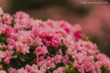 杜鵑花 杜鵑花海 掛畫 繪畫