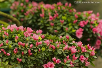 杜鵑花 杜鵑花海 掛畫 繪畫