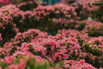 杜鹃花 杜鹃花海 挂画 绘画