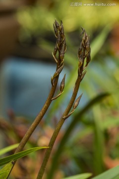蘭花
