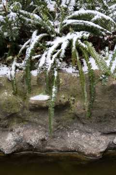 积雪