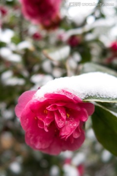 雪中花