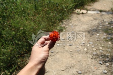 構樹果 花蜜桃