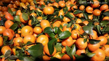 桔子 柑橘 鲜果