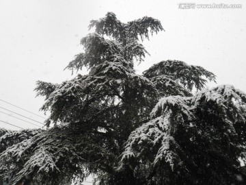 雪松