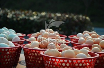 草鸡蛋