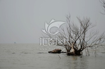 太湖枯树
