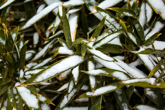 竹子 竹 雪