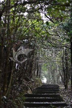 林间小路