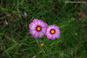 格桑花