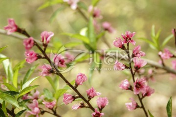 桃花枝