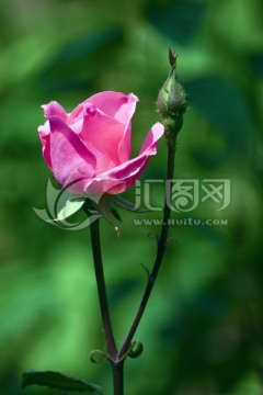 月季花