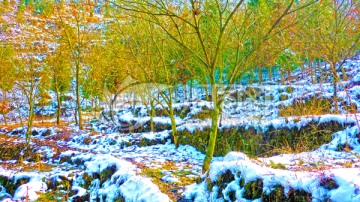 树林残雪