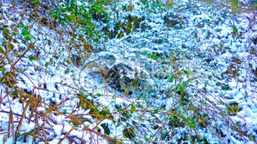 山野残雪