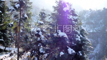 杉树积雪 山野积雪