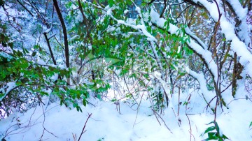 山林积雪 雪景特写