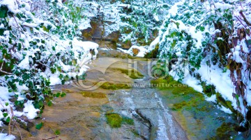 山石积雪 绿叶