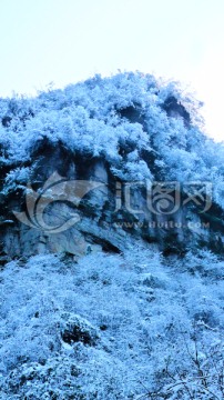 悬崖积雪 大雪压枝