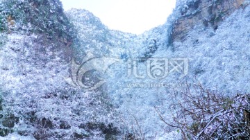 山野雪景 大雪压枝