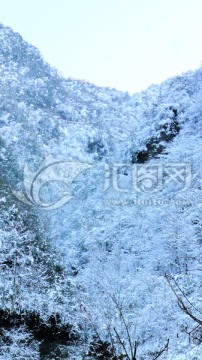 山野雪景 大雪压枝