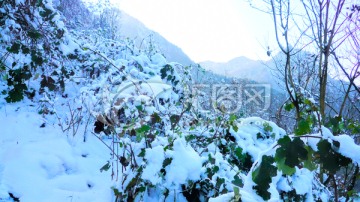 山野雪景 大雪压枝