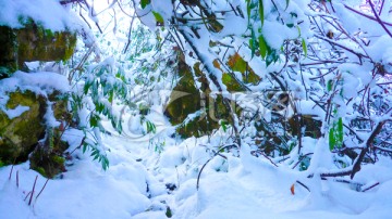 乌袍雪枝 大雪压枝